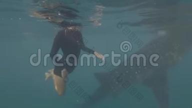带着浮潜面具的年轻女人在蓝色的海水中和野生鲸鲨一起游泳。 水下游泳与鲸鲨